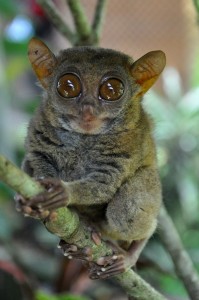 TARZIJ - najmanjši primat na svetu, velja za ogroženo vrsto